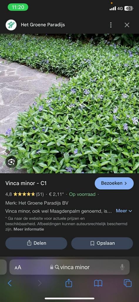 Bodembedekker vinca minor circa 200 plantjes, Tuin en Terras, Ophalen, Lente