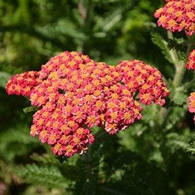 Achillea Skysail fire, Ophalen