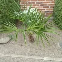 winterharde palm, Tuin en Terras, Ophalen, Vaste plant, Halfschaduw