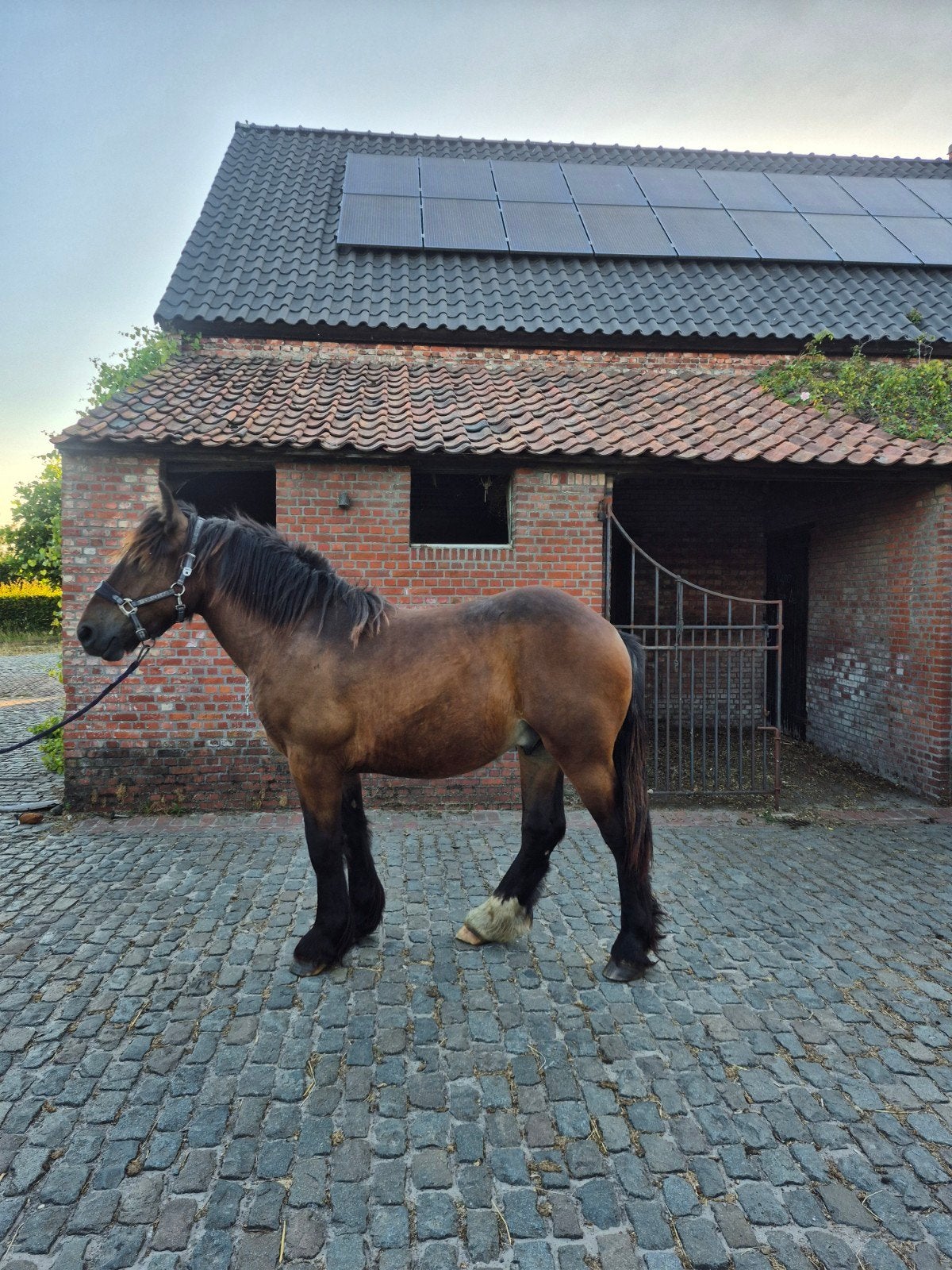 trekpaard hengst, Dieren en Toebehoren, Hengst