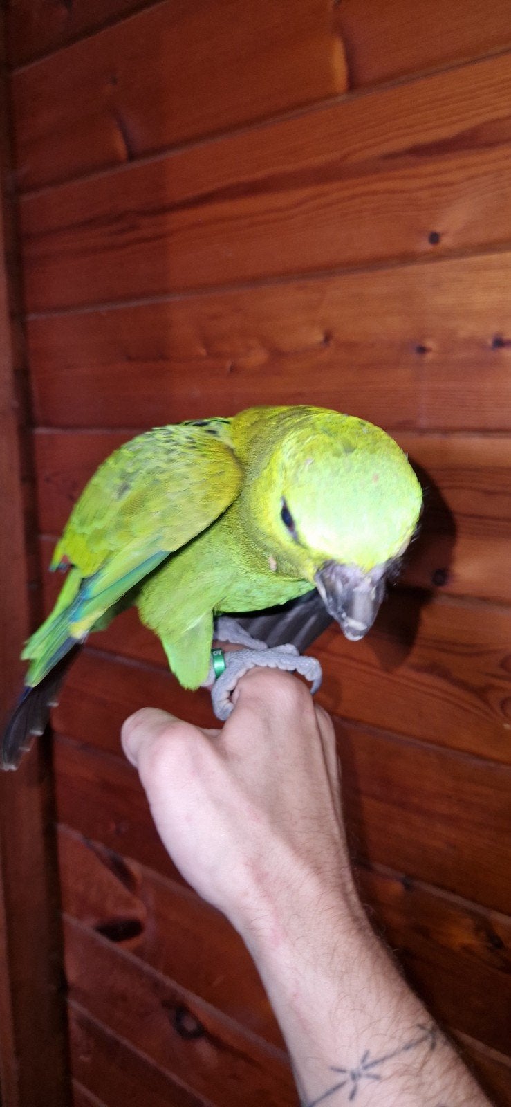 Geelnek amazone  pop, Vrouwelijk, Papegaai, Pratend
