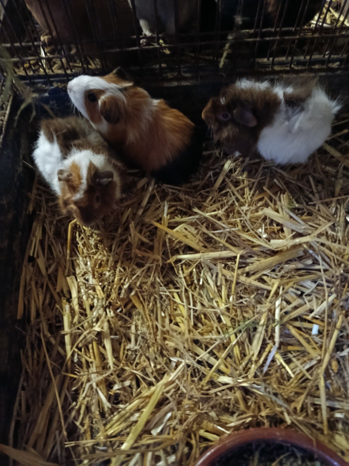 cavia zeugjes, Juin, Domestique, Cobaye, Femelle