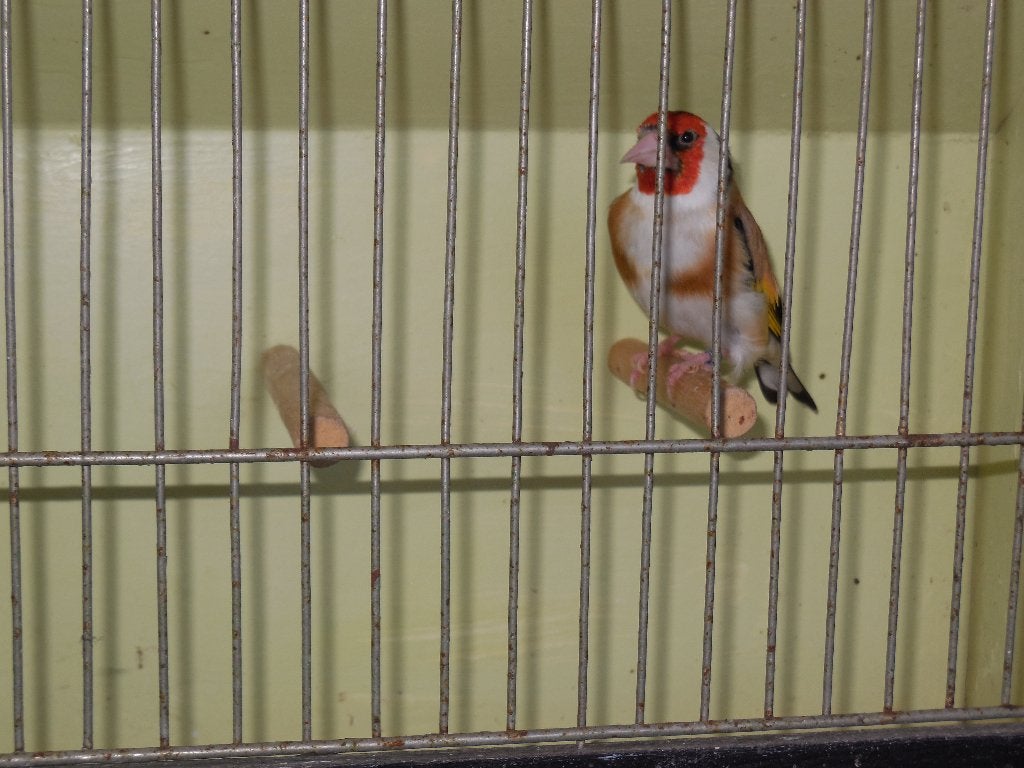 Grote distelvink, Dieren en Toebehoren, Vogels | Overige Vogels, Mannelijk, Wildzangvogel, Geringd