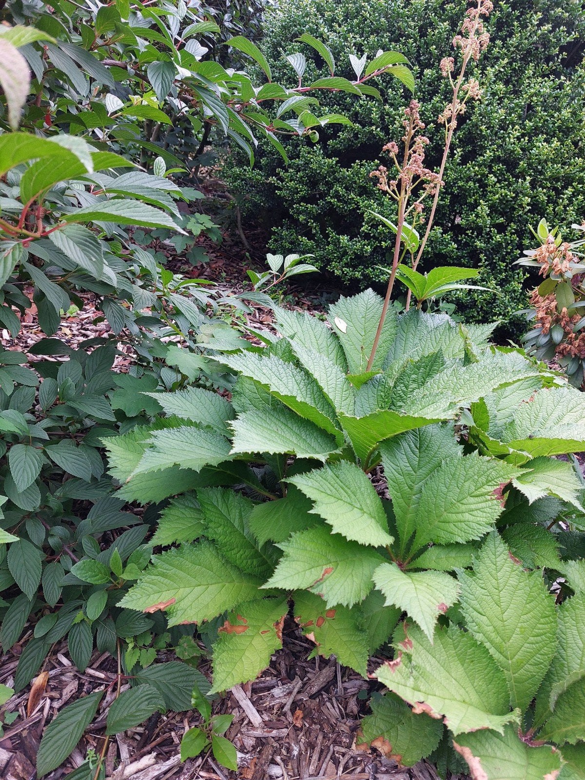Mooie grote tuinplanten, Ophalen