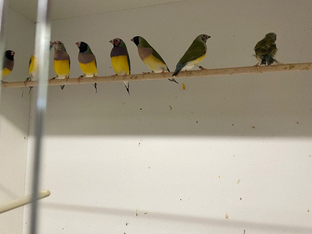 Gouldamandine, Dieren en Toebehoren