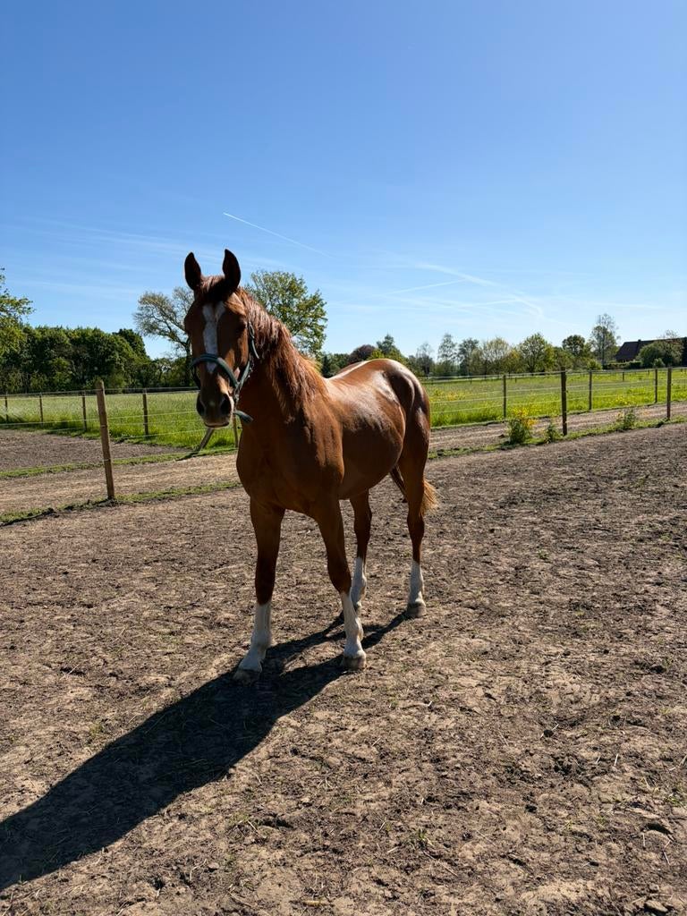 2 jarige hengst te koop, Met stamboom, Springpaard, Minder dan 160 cm, 0 tot 2 jaar