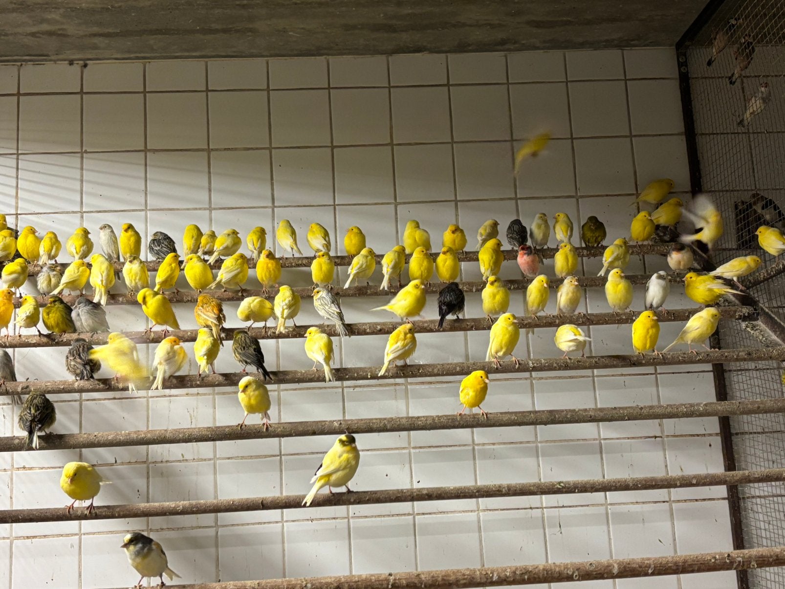 Kanaries, Dieren en Toebehoren