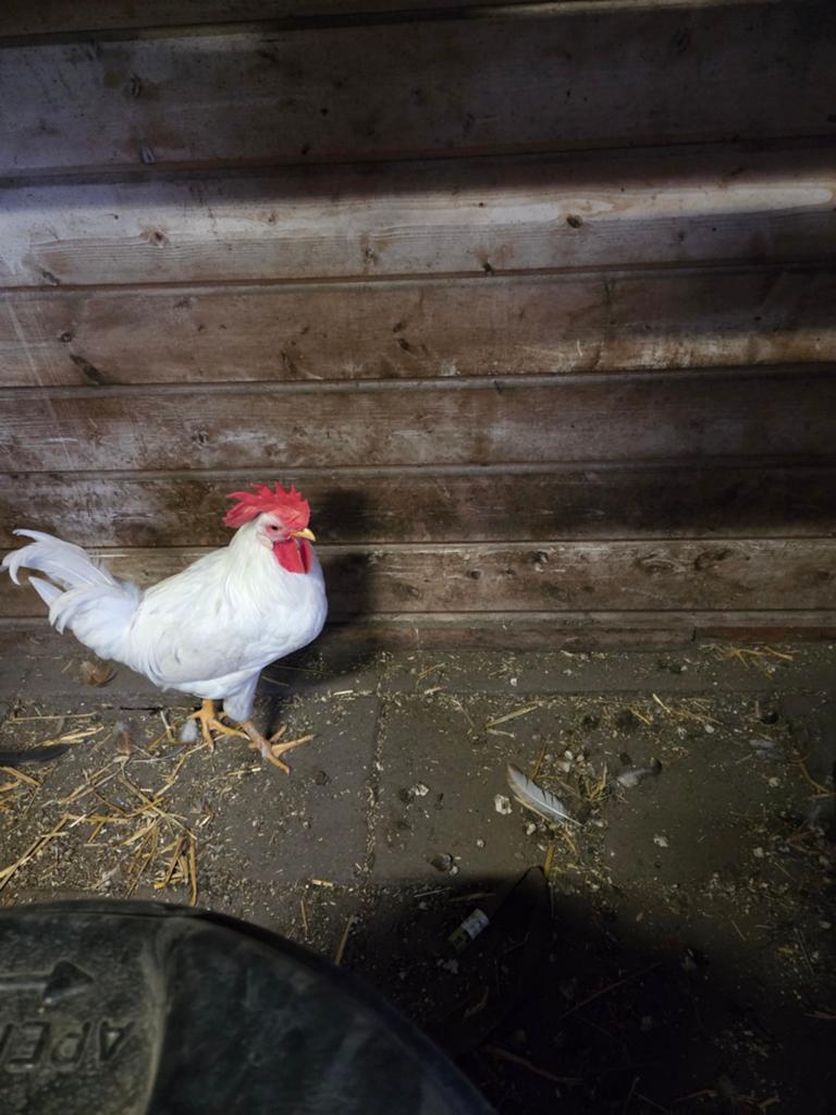 2 jonge hanen, Dieren en Toebehoren, Pluimvee, Mannelijk, Kip