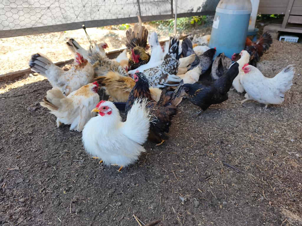 Broedeieren serama, Poule ou poulet