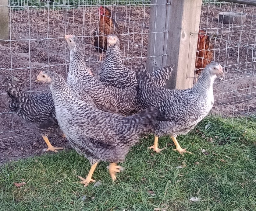 hollandse blauwe legkippen, Dieren en Toebehoren, Pluimvee, Kip