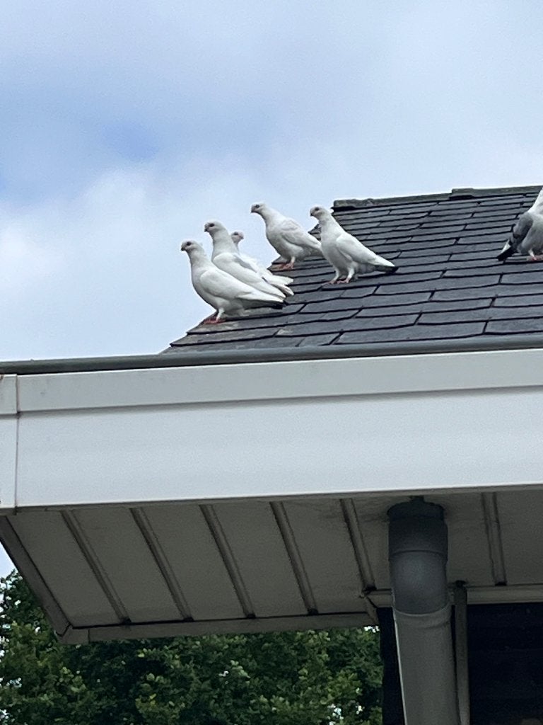 sierduiven af te halen, Dieren en Toebehoren, Meerdere dieren, Overige soorten