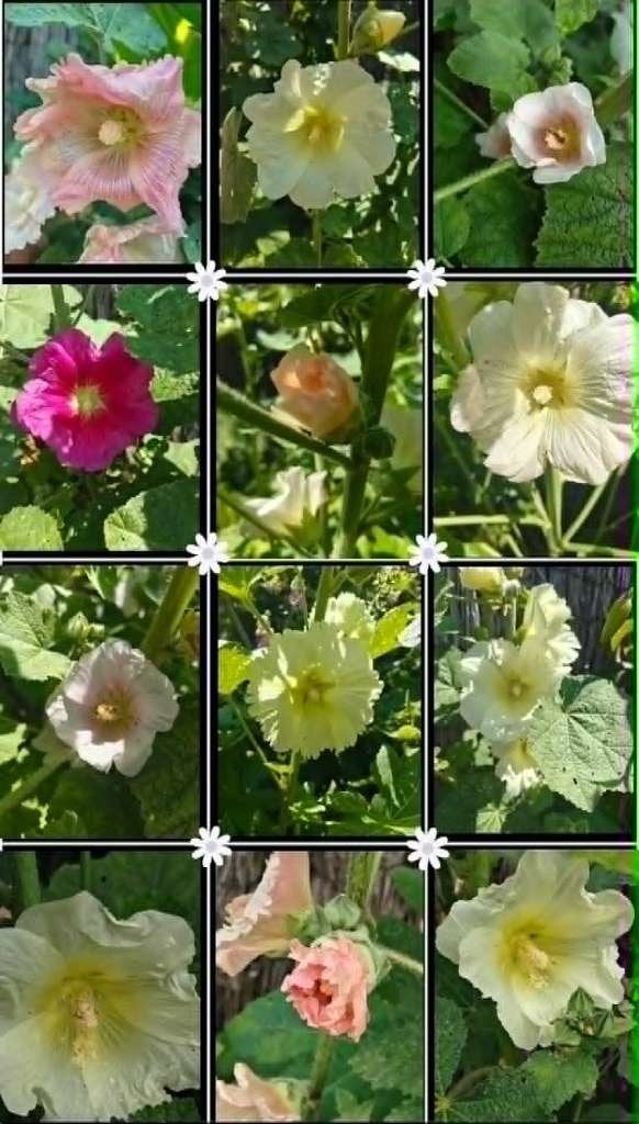 Alcea rosea - stokroos, Tuin en Terras, Ophalen