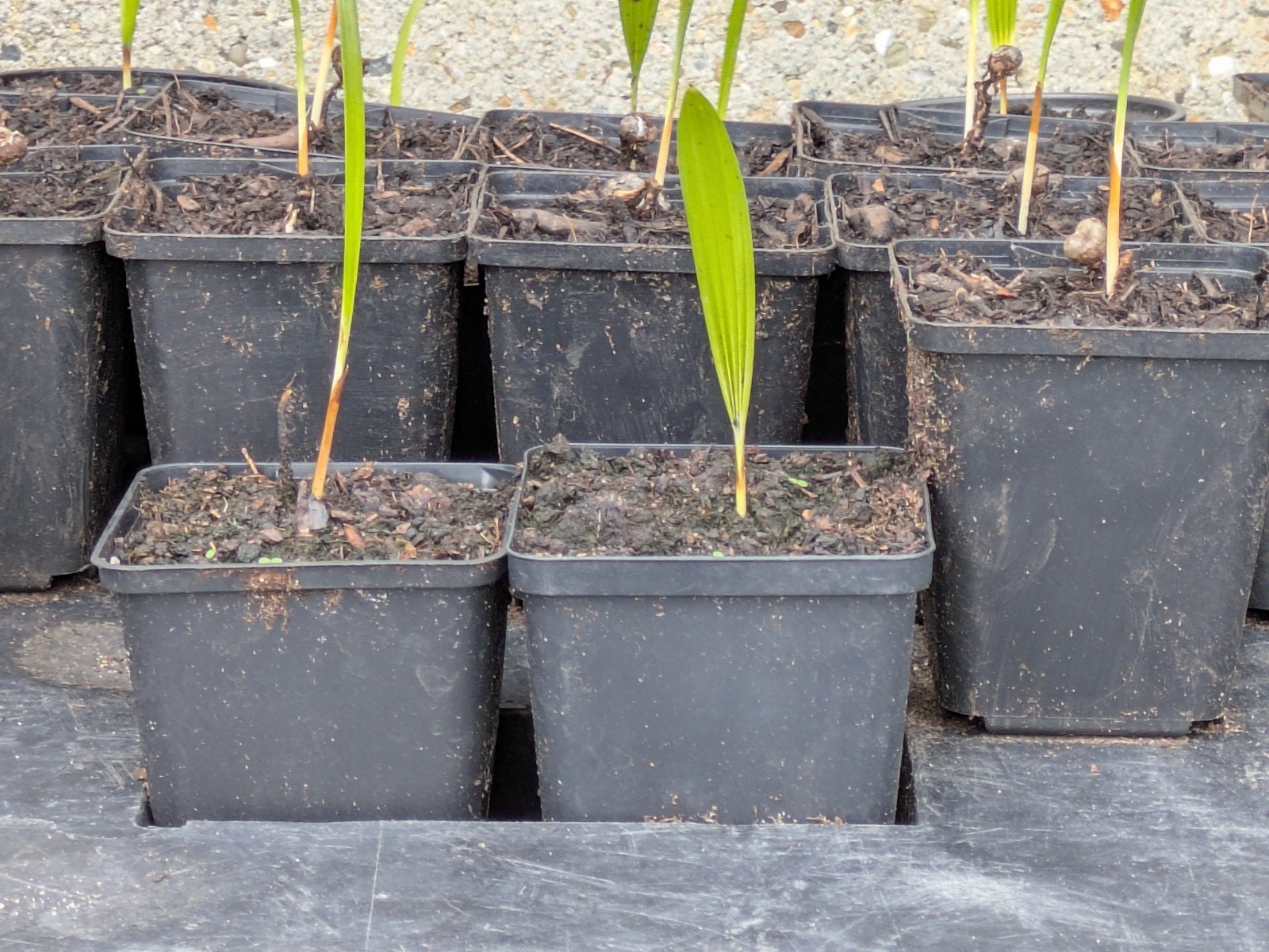 Trachycarpus fortunei, Tuin en Terras, Planten | Bomen, Ophalen