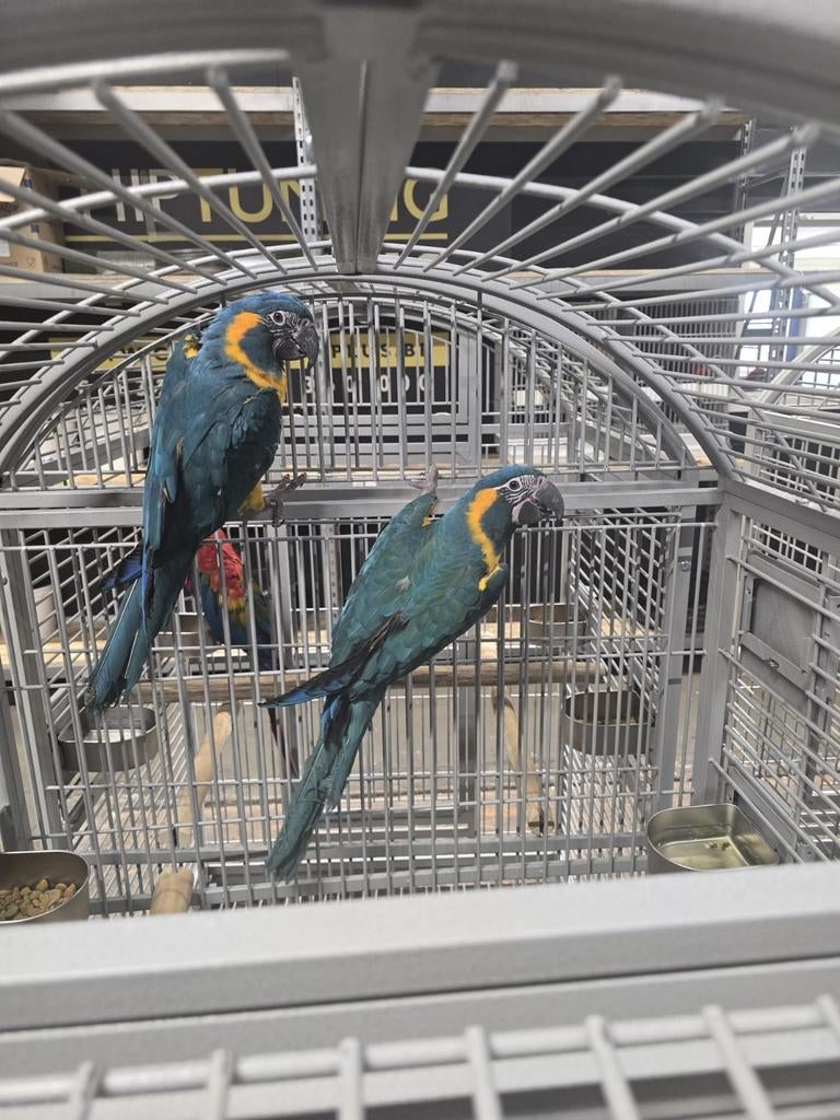 Onverwant koppel Blauwkeel Ara's 2025 met DNA en getest op, Dieren en Toebehoren, Vogels | Parkieten en Papegaaien, Geringd