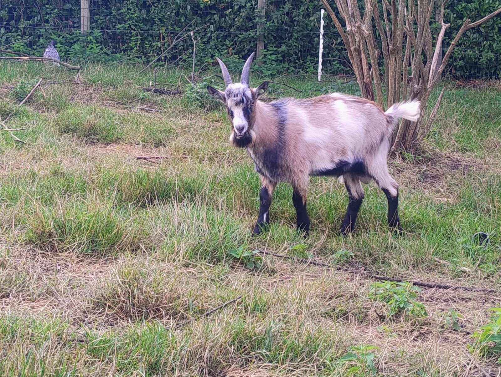 Vlaamse geitenbok, Dieren en Toebehoren, Mannelijk