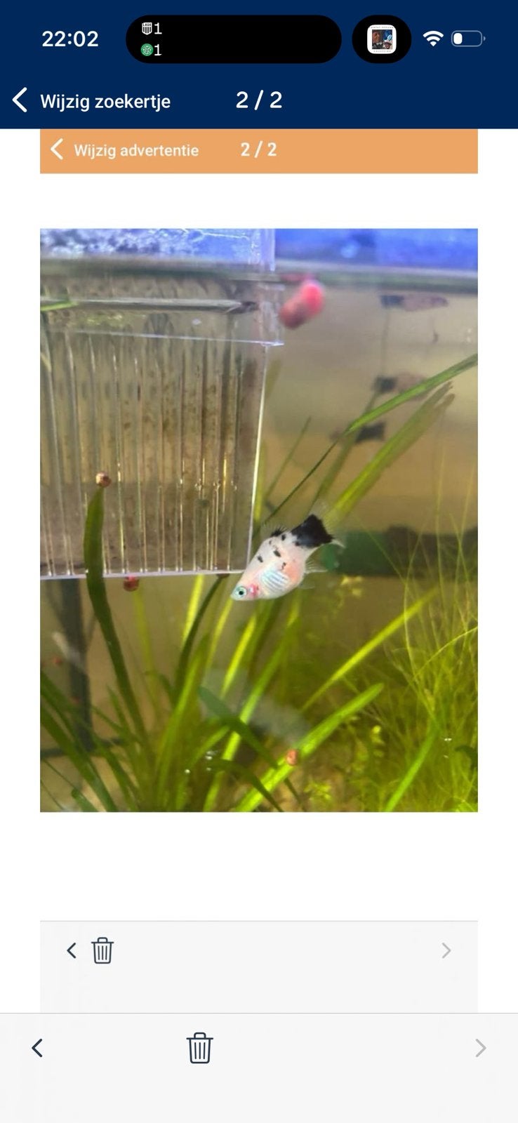 Grote opruiming: Ancistrus, Guppies, Platy's & Molly's, Poisson