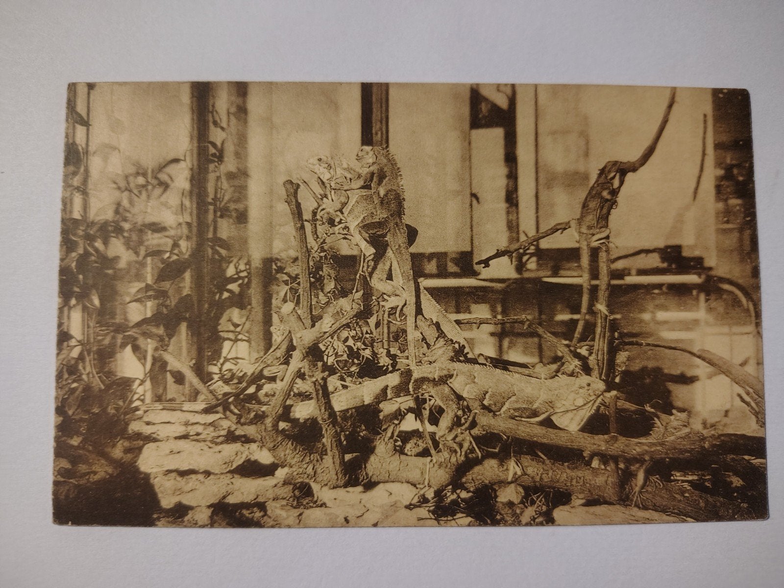 Maison sur chenilles du zoo d'Anvers - Knobbel-Iguanas., Enlèvement ou Envoi