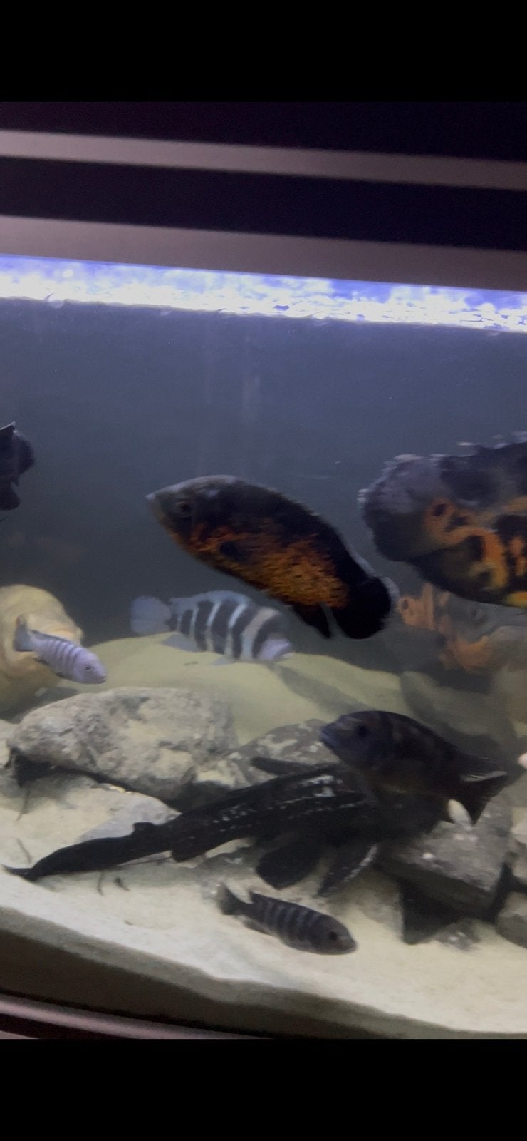 Grote pleco, Animaux & Accessoires, Poissons | Poissons d'aquarium