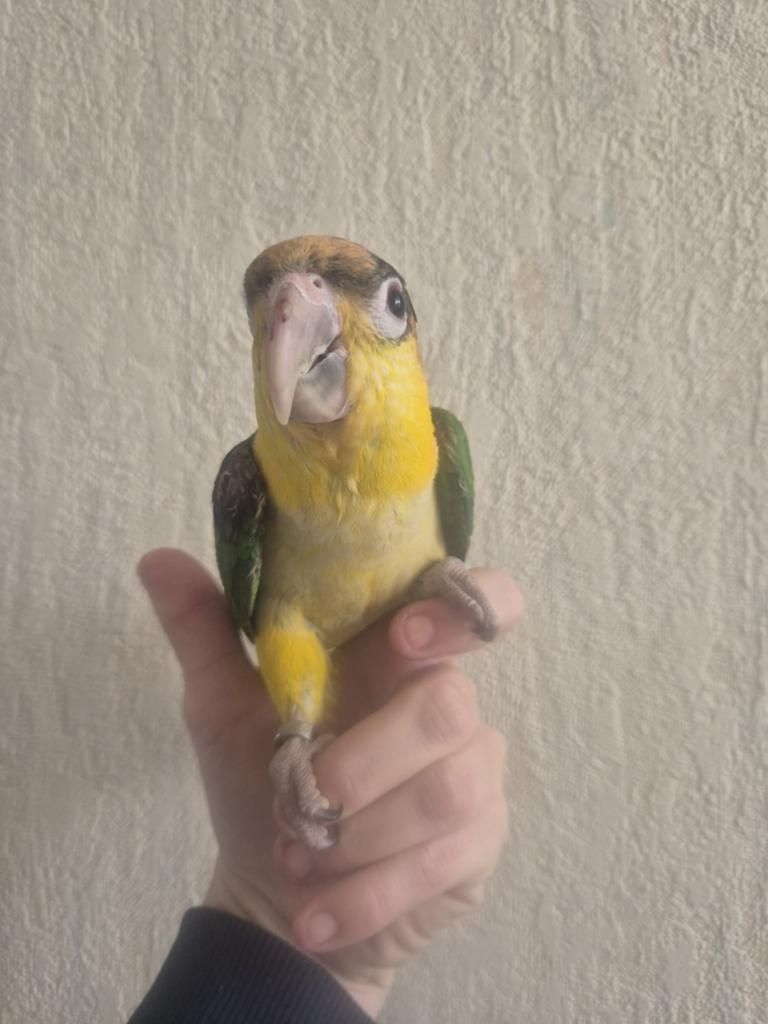 Handtamme  roestkopcaique, Vrouwelijk, Papegaai, Geringd