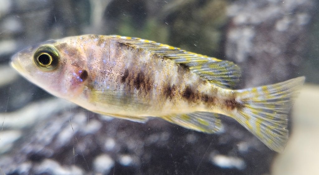 Cichlidés tachetés du Malawi d'Aulonocara, Poisson, Poisson d'eau douce