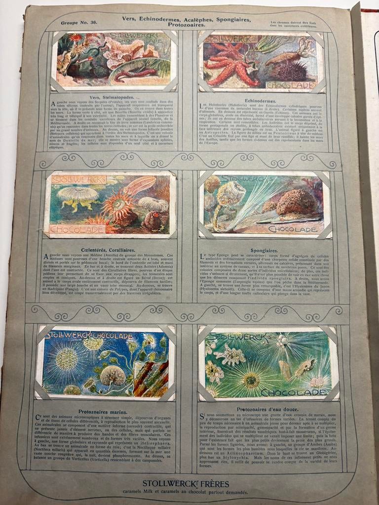 Album Chocolat STOLLWERCK n2 "Le Monde des Animaux" 1900, Antiquités & Art, Antiquités | Livres & Manuscrits, Enlèvement