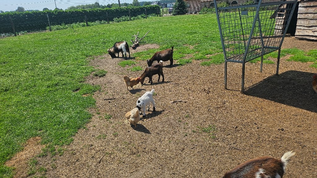 Jonge geitjes te koop, Dieren en Toebehoren, Januari, Vrouwelijk