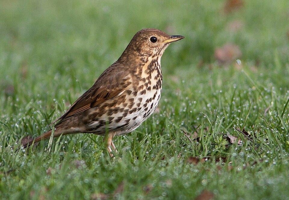 ZANGLIJSTER MAN 2018, Dieren en Toebehoren, Mannelijk, Wildzangvogel, Geringd