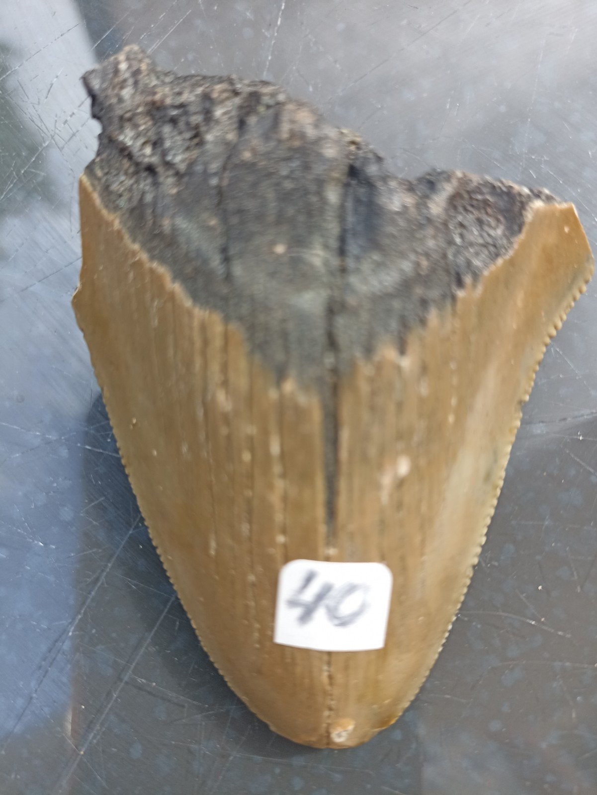 Corchorodon Megaladon fossiel., Ophalen, Fossiel