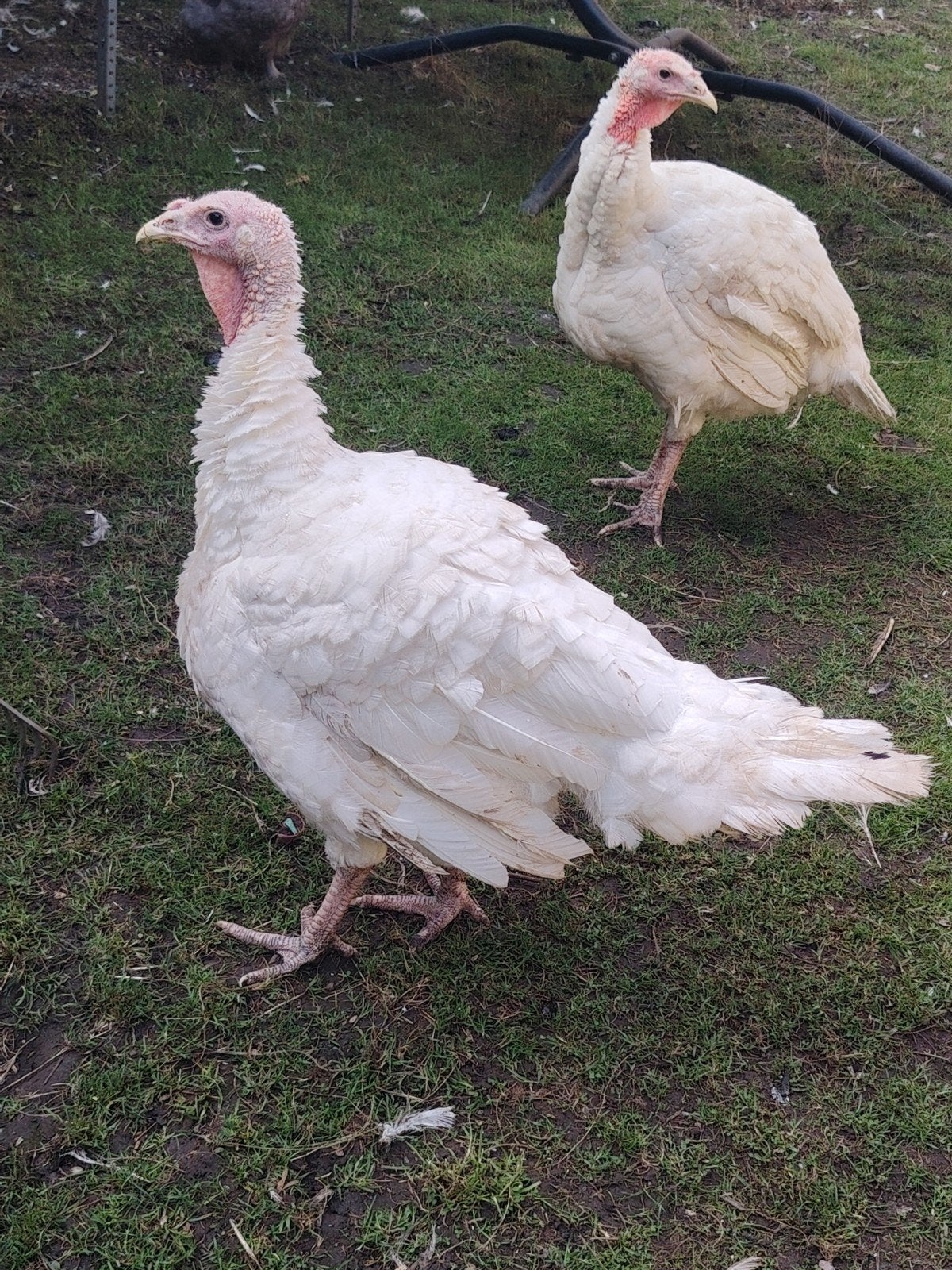 dindons âgés de 4 mois 9kg in Herstal 4040. 4 kalkoenen, Femelle