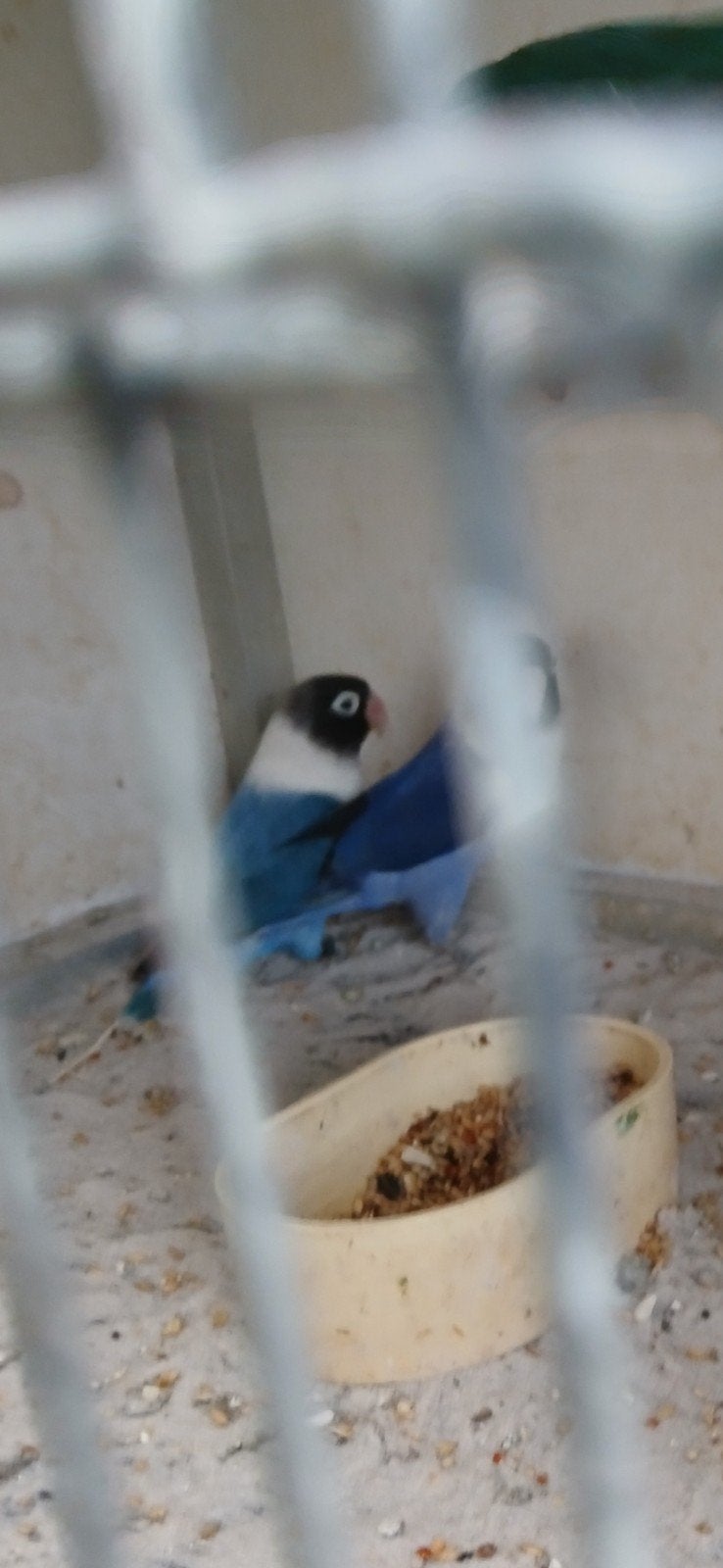 Personata.s, Dieren en Toebehoren, Meerdere dieren, Dwergpapegaai of Agapornis, Geringd