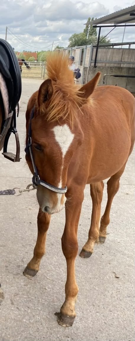 lief hengstveulen van 6 maand, Avec puce électronique, Poney D (1.37 m à 1.48m), Étalon, 0 à 2 ans