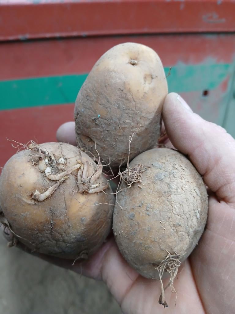 Planters sinora 400kg, Ophalen