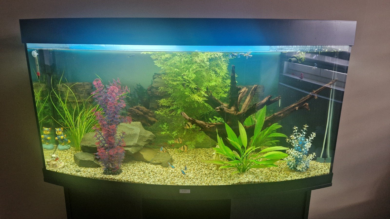 Juwel aquarium, Enlèvement, Pompe, Juwel