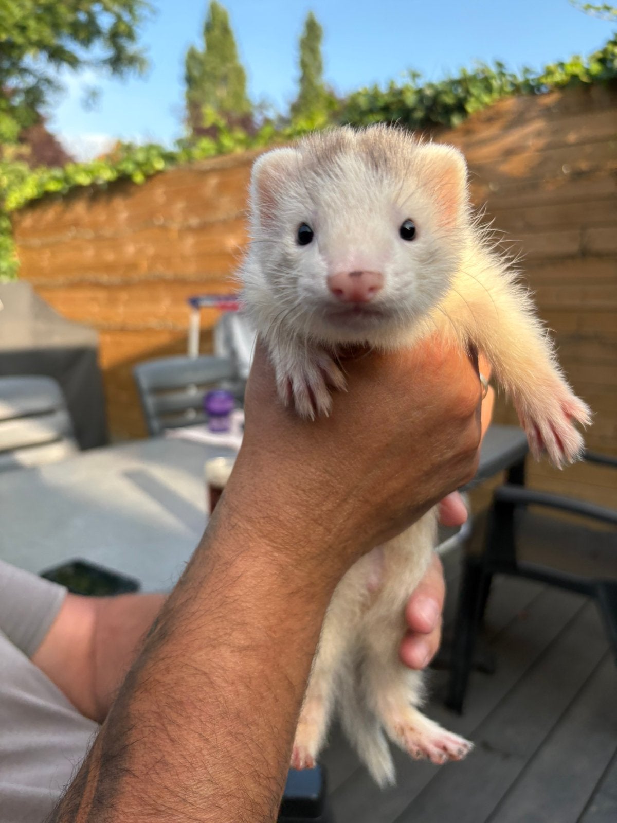 Frettenpup, Dieren en Toebehoren, Overige Dieren, Juni, Mannelijk