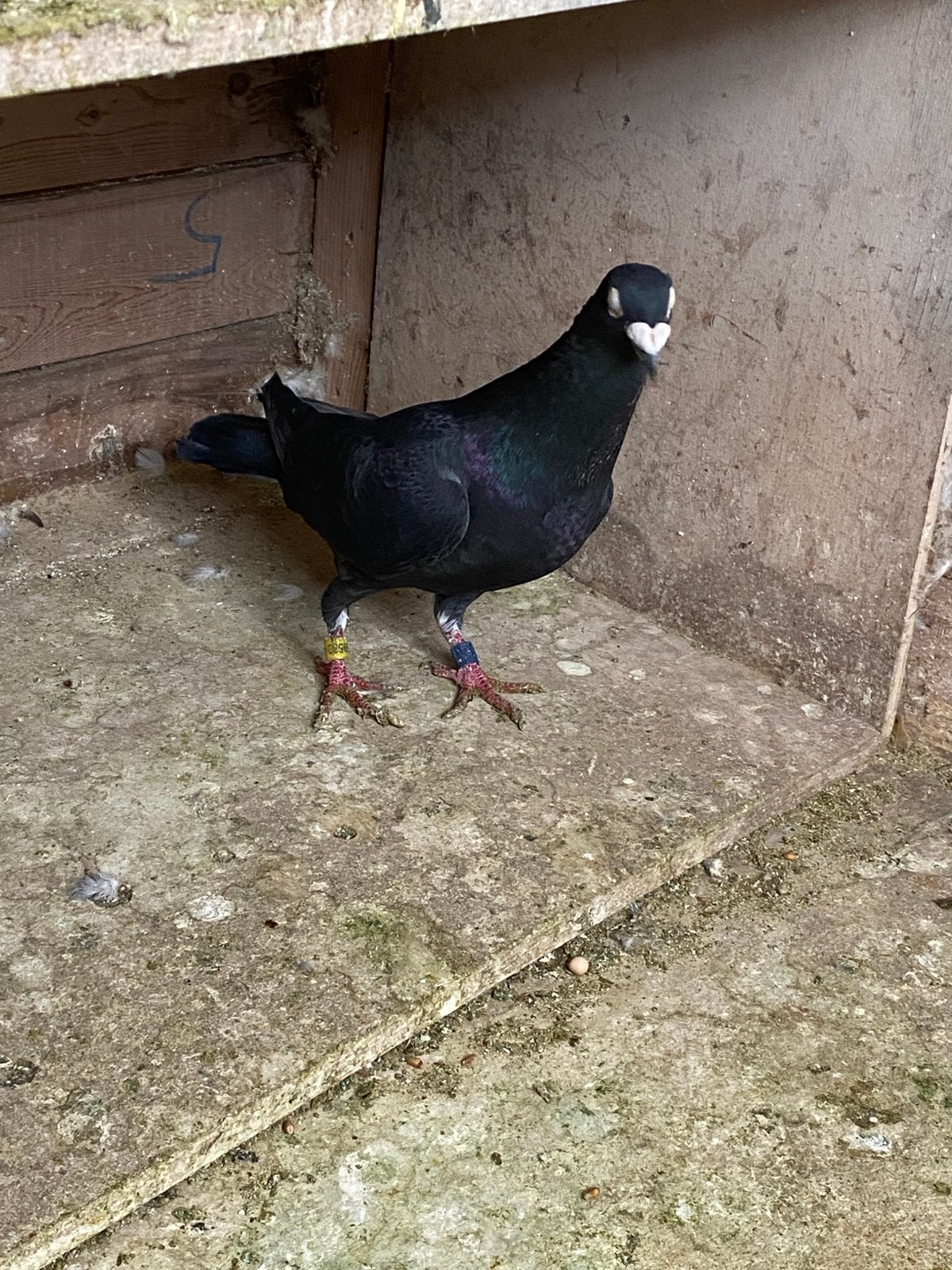 Weduwnaars postduiven, Dieren en Toebehoren, Mannelijk, Postduif