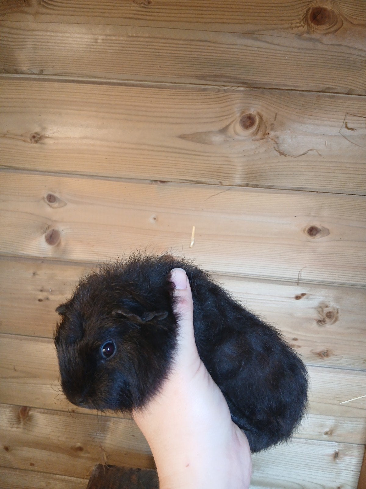 Cuy reuzencavia beren, Juillet, Cobaye