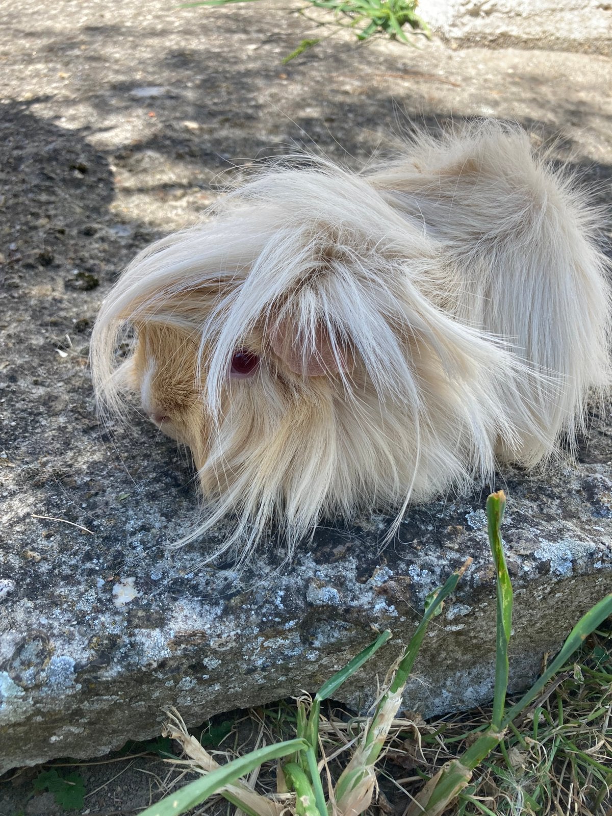 2 langharige volwassen cavia zeugen., Dieren en Toebehoren, Oktober, Cavia