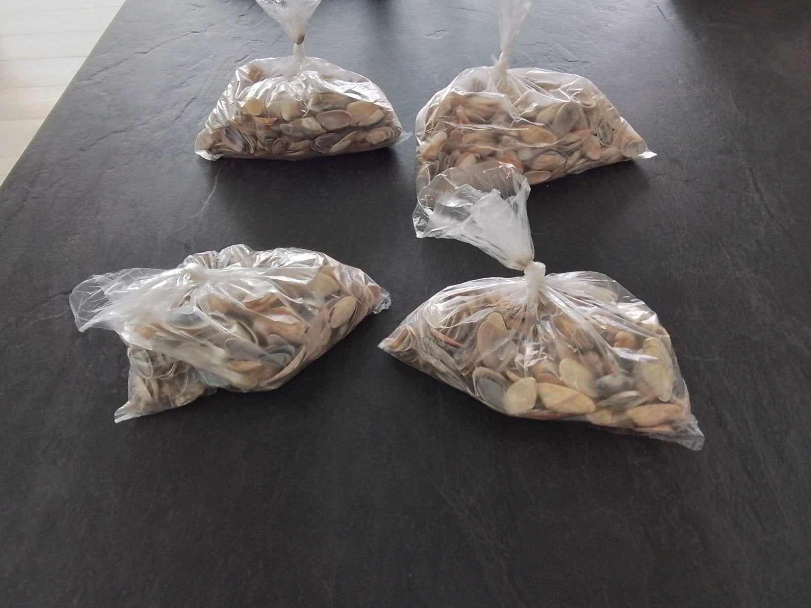 zaagschelpjes, Ophalen