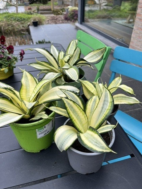 kamerplant Sanseveria, Huis en Inrichting, Ophalen, In pot