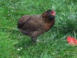 blauw leggers araucana 4+1 GRATIS 100% hennen 0499/082381, Vrouwelijk, Kip