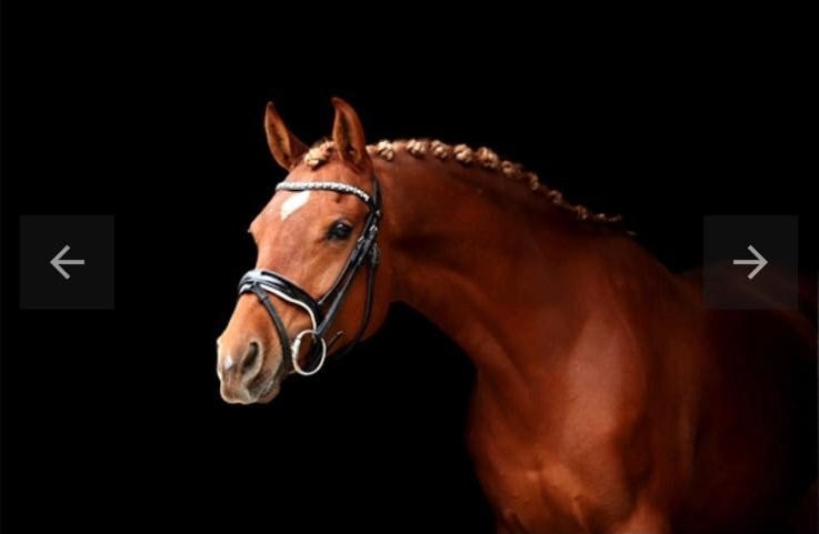D pony te koop, Merrie, Dressuurpony, 11 jaar of ouder, D pony (1.37m tot 1.48m)