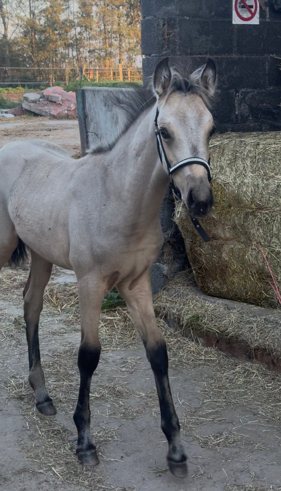Valk Veulen te koop, Avec pedigree, 160 à 165 cm, 0 à 2 ans, Non dressé