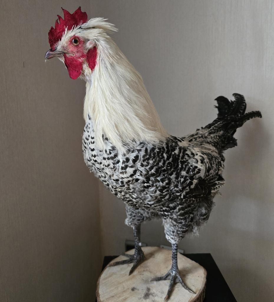 animaux en peluche et oiseaux : poulets en peluche, etc..., Collections, Collections Animaux, Neuf, Animal empaillé, Animal de ferme