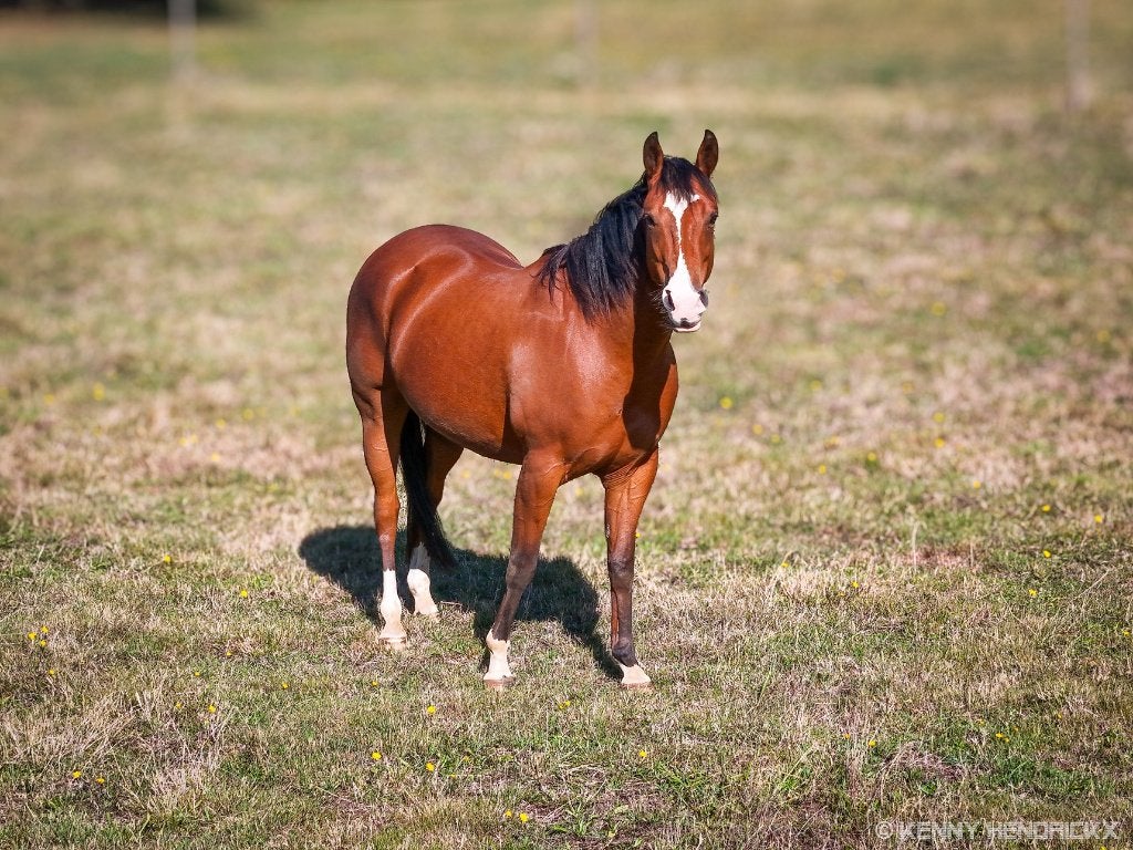 8 jarige quarter ruin, Animaux & Accessoires, Chevaux, Avec pedigree, Hongre, Débourré, Moins de 160 cm