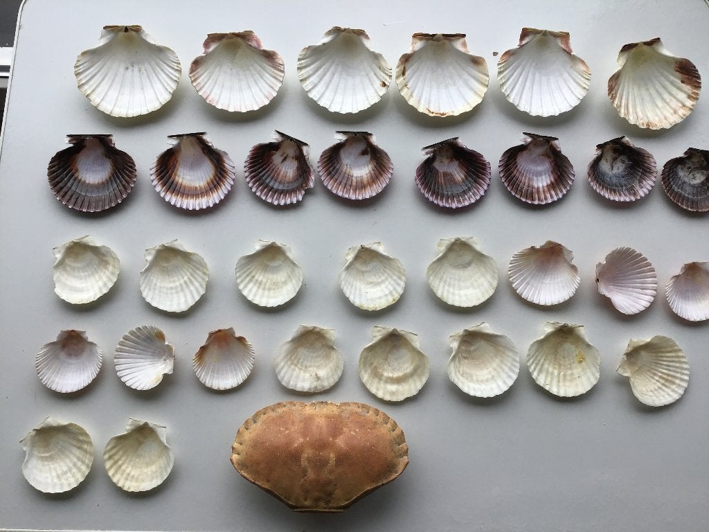 différents ensembles de coquillages à 10 euros par photo, Enlèvement ou Envoi, Coquillage(s)