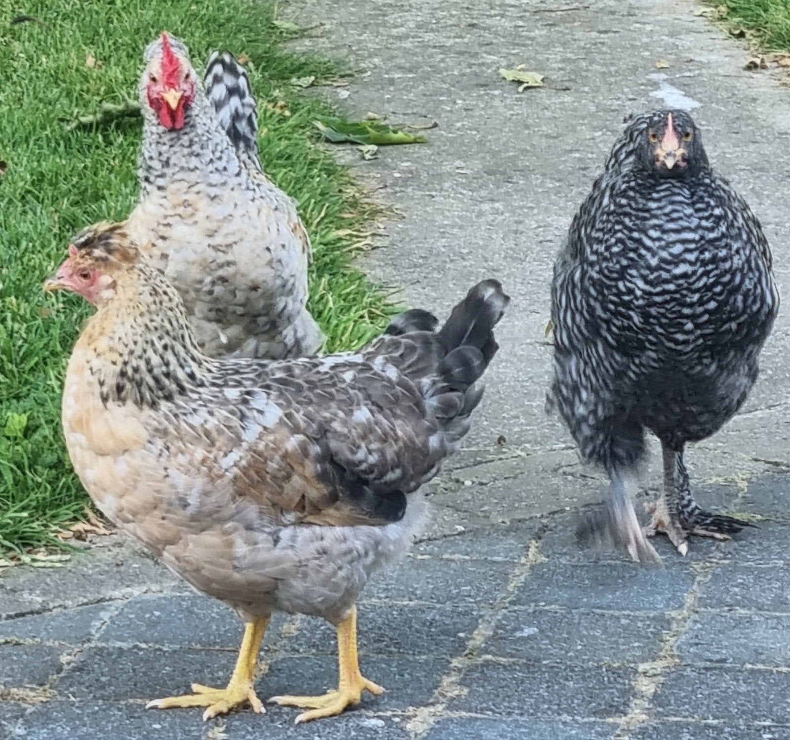 Cream legbar olijflegger mechelse koekoek marans, Dieren en Toebehoren, Pluimvee, Kip