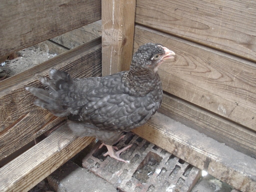 kuikens groenleggers, Dieren en Toebehoren, Pluimvee, Kip, Vrouwelijk