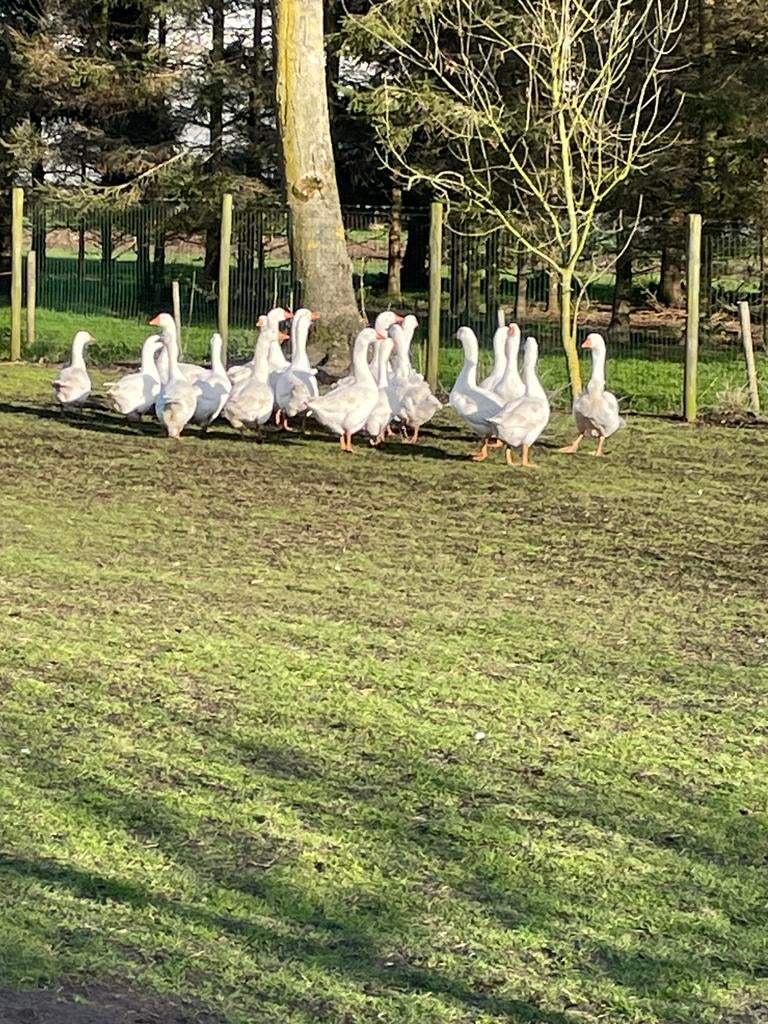 Witte ganzen, Dieren en Toebehoren, Meerdere dieren, Gans of Zwaan