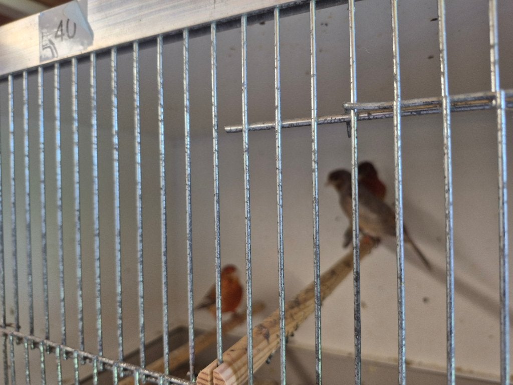 kanarie, Dieren en Toebehoren, Meerdere dieren, Kleurkanarie