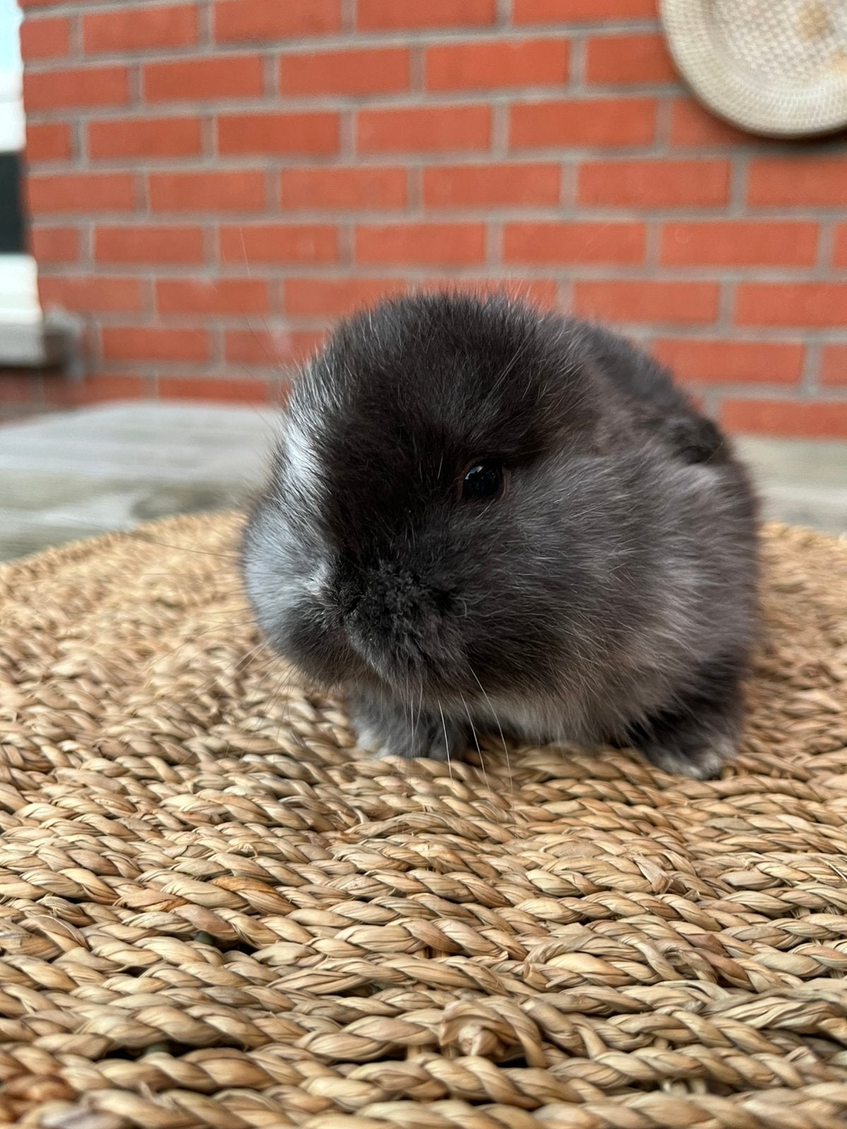 Minilop x nhd ram, Mâle, Petit, Oreilles tombantes, 0 à 2 ans